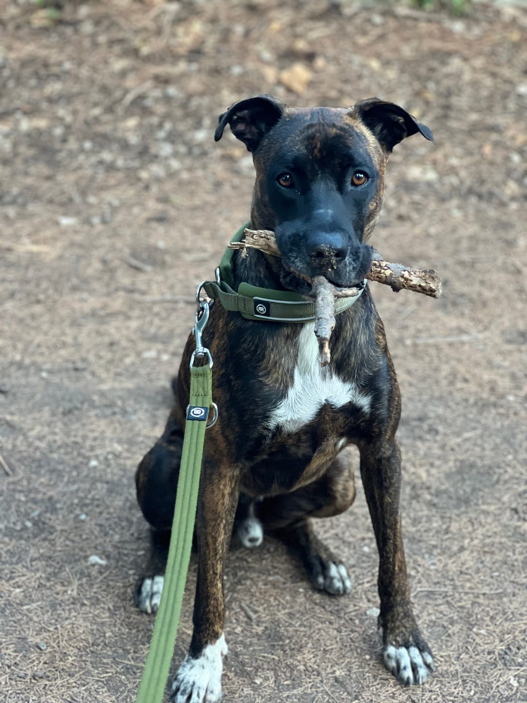 Customer photo review of Training Double Ended Dog Lead | 2m Length -  Khaki
