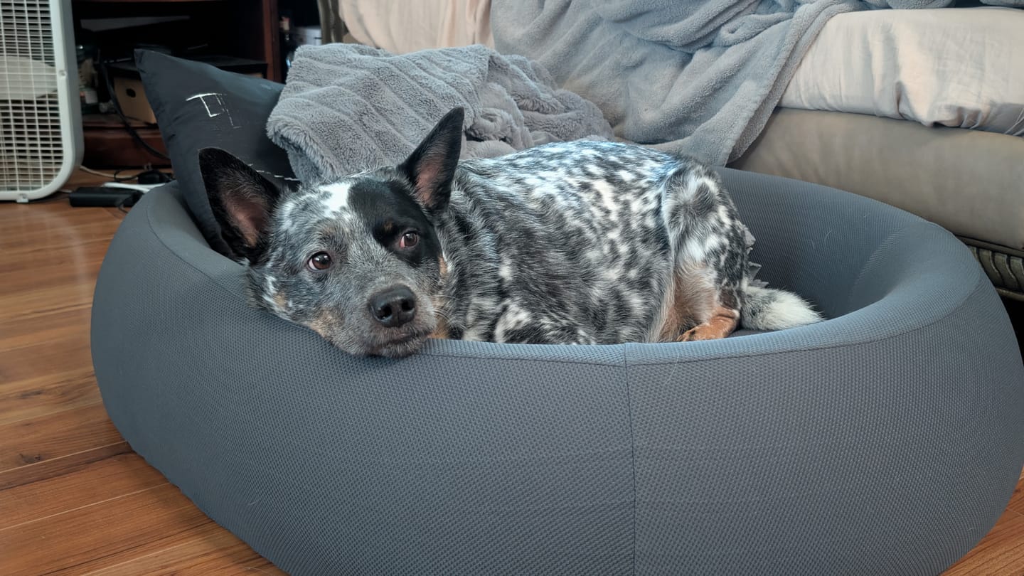 Customer photo review of Brooklyn® Nest Dog Bed