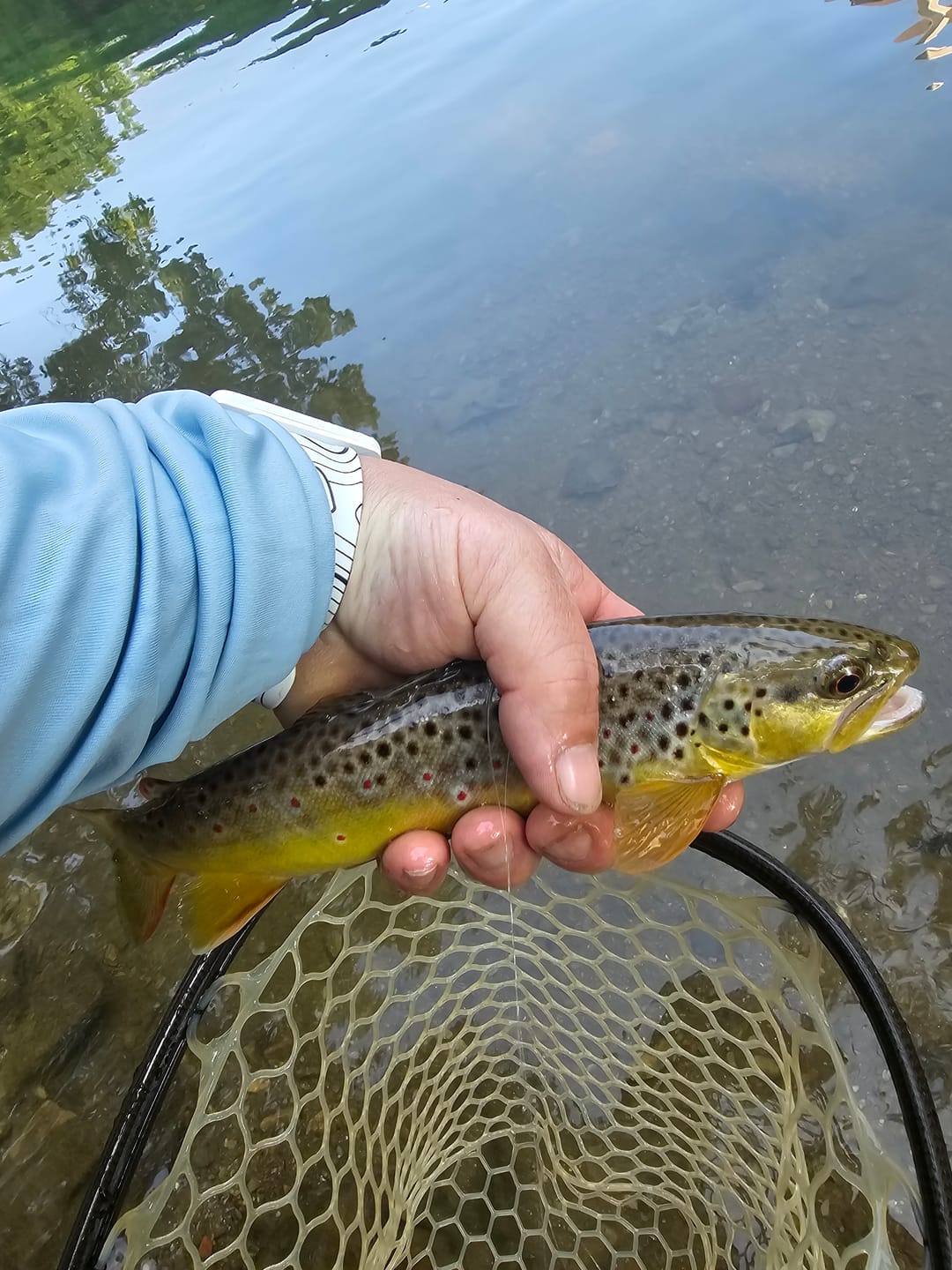 Customer photo review of Mag Band by Lid Rig