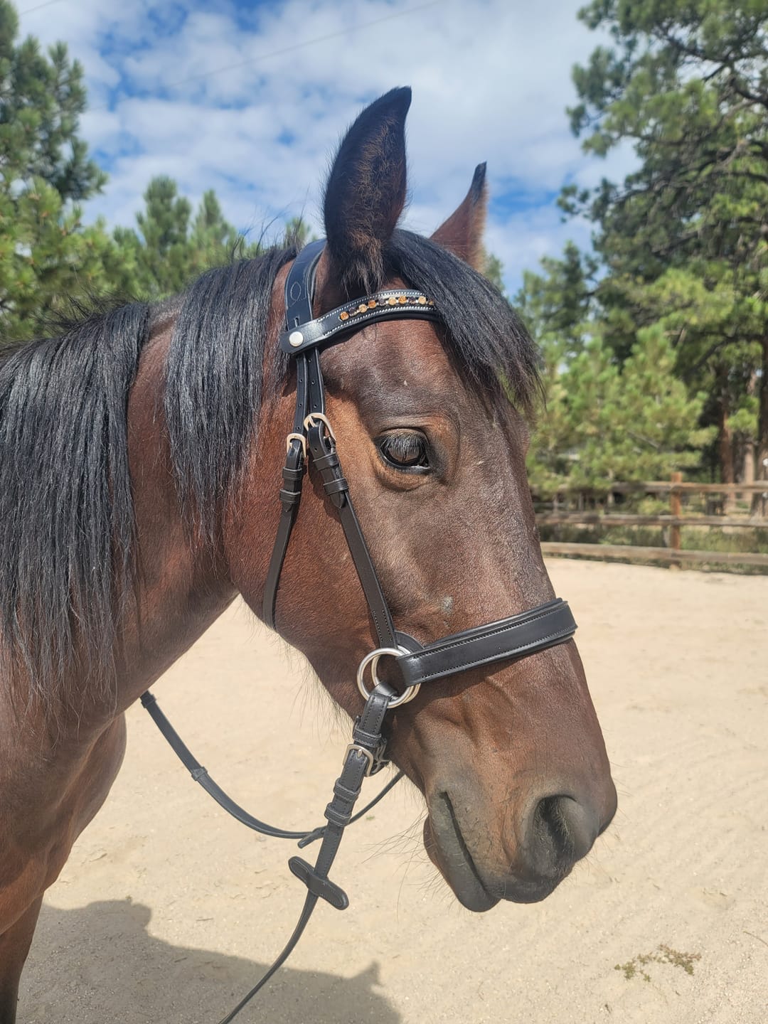 Customer photo review of Western Charm Snap-Out Browband