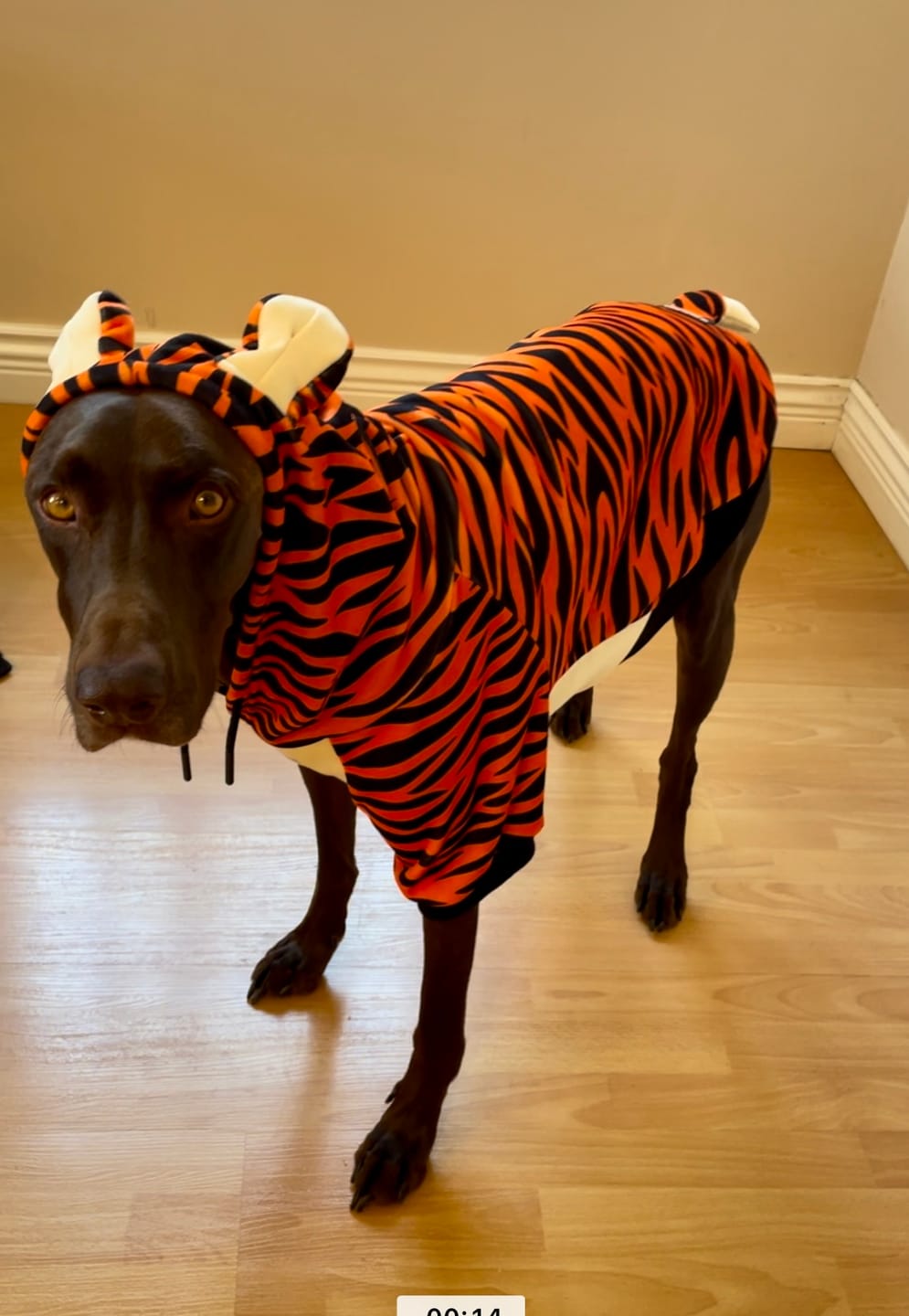 Customer photo review of Halloween Dog Hoodie - Tiger