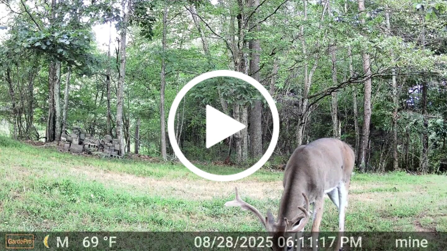 Customer video review of GardePro E8 2.0 WiFi Trail Camera