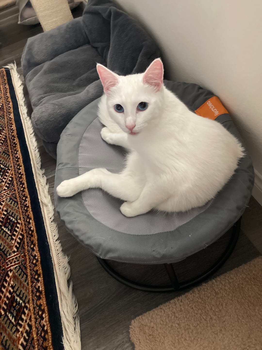 Customer photo review of Cat Dental Care & Bad Breath Remedy