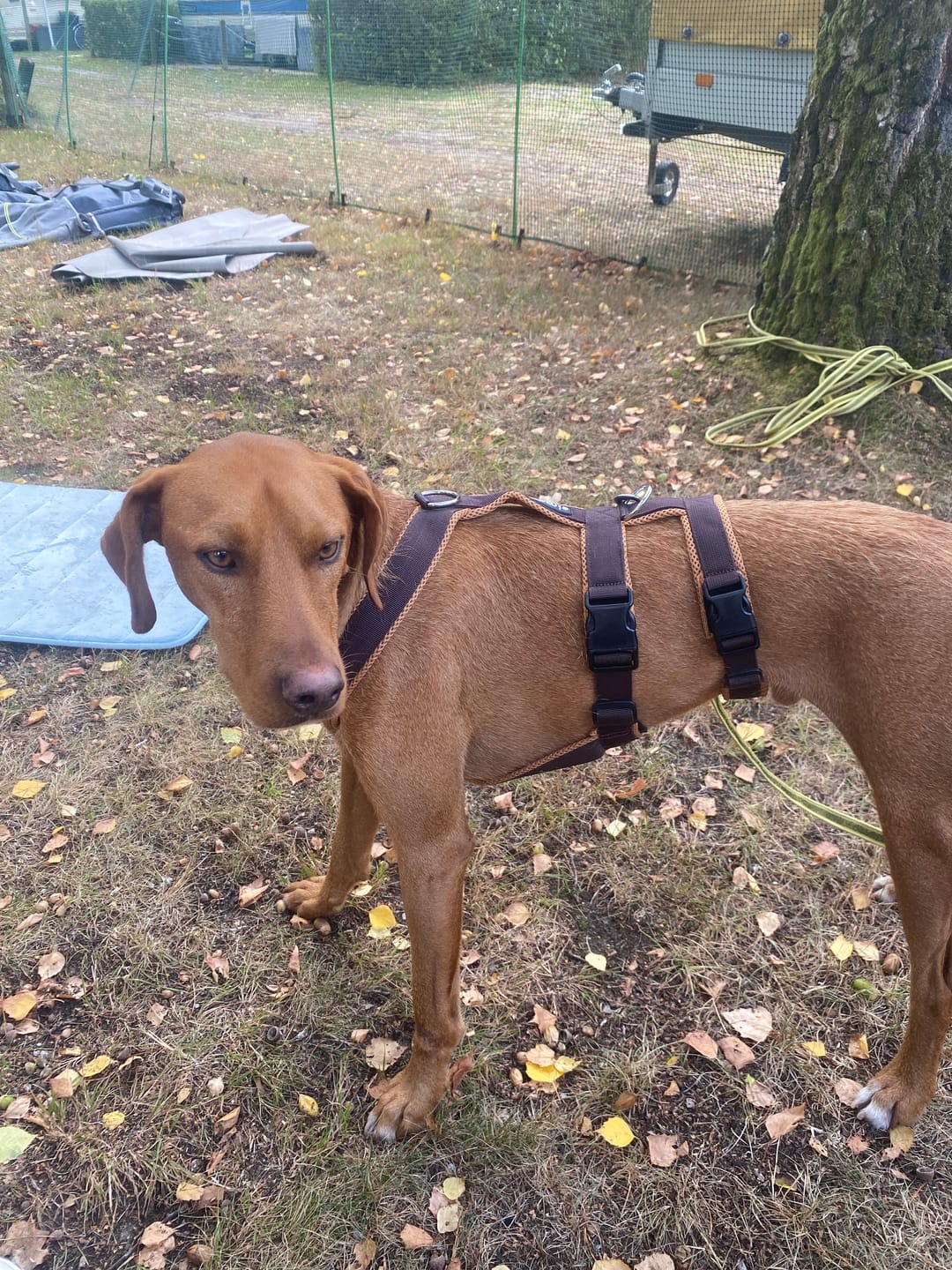 Customer photo review of Sicherheitsgeschirr FUN "Toffee"