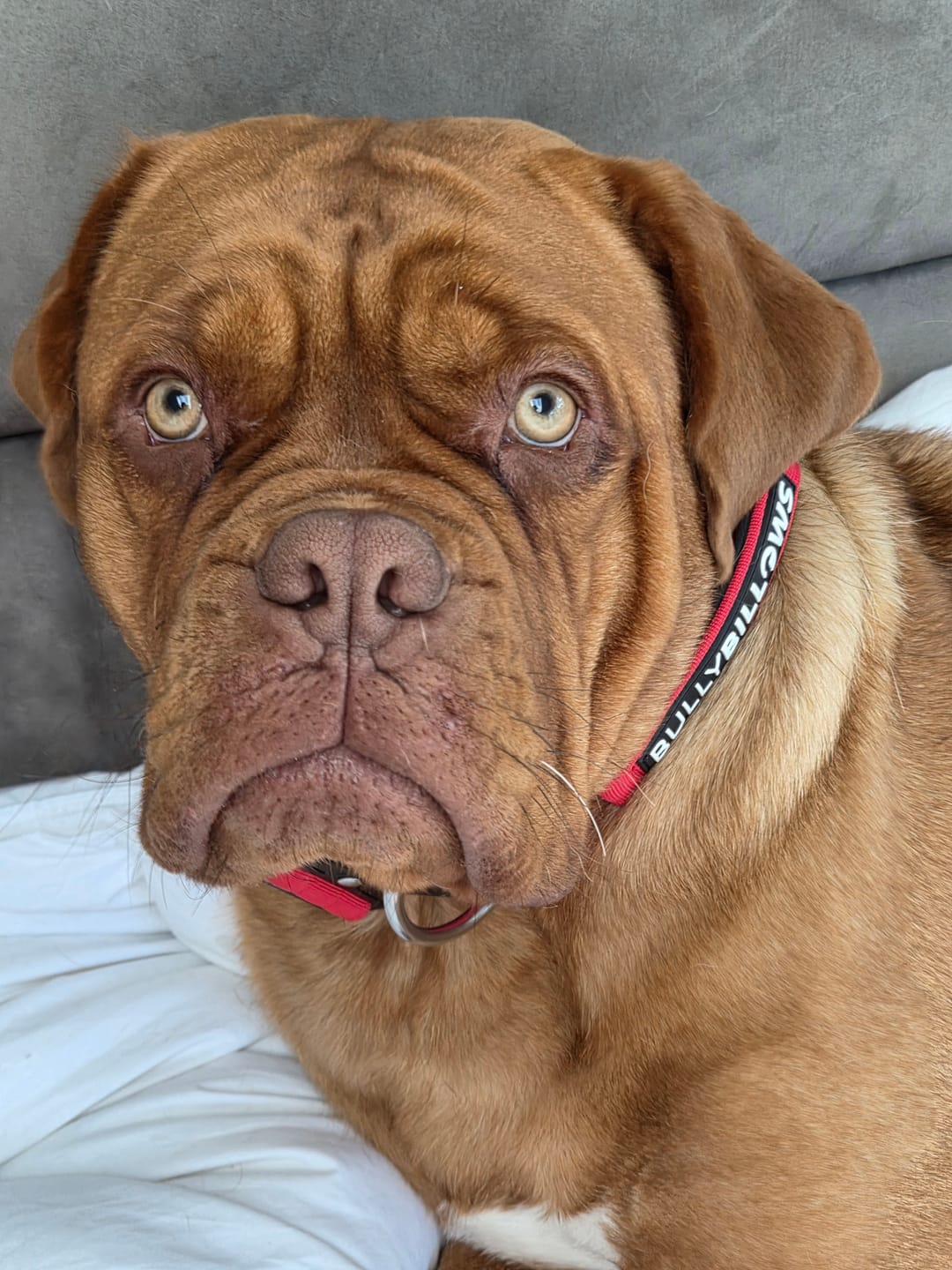 Customer photo review of 5cm Combat® Collar | With Handle & Secure Clip - Red