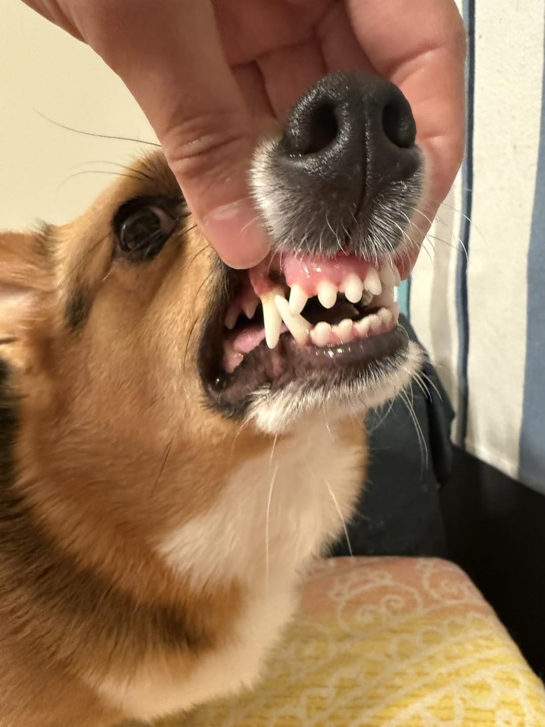 Customer photo review of Pet Finger Dental Wipes