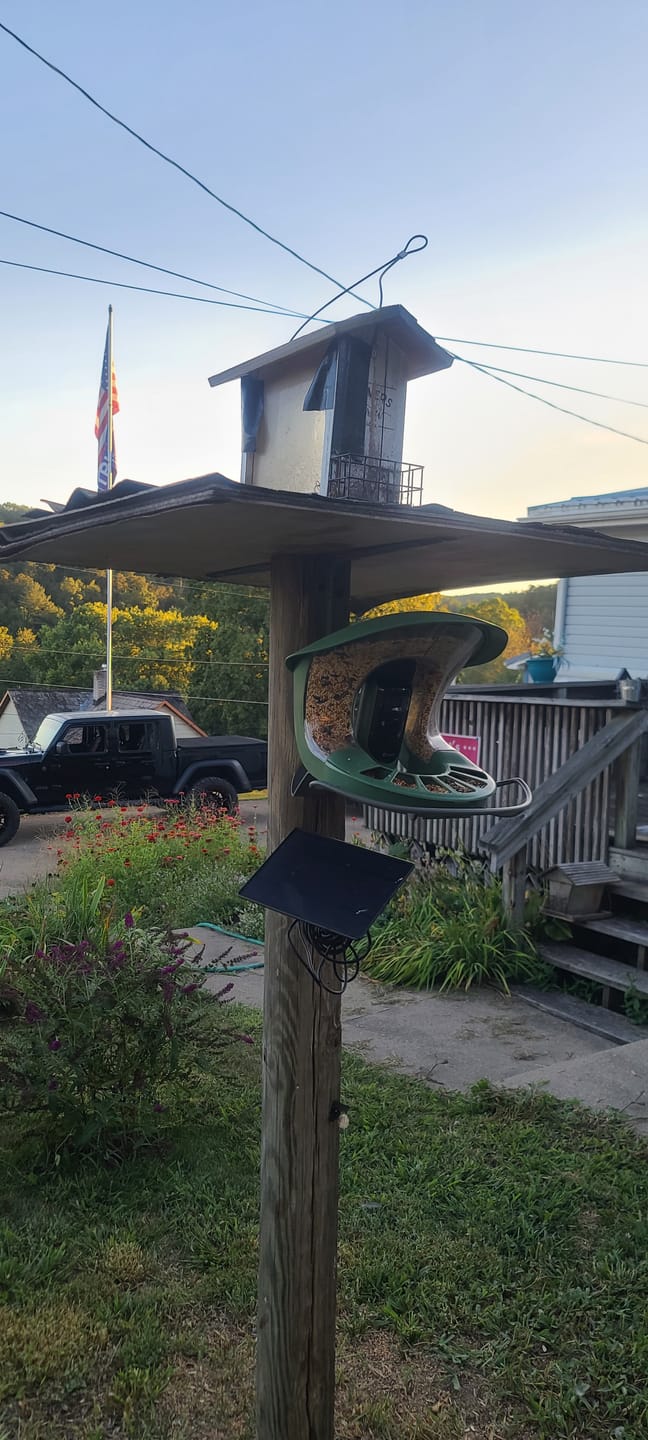 Customer photo review of Birdfy Feeder 2 Pro - Bird Feeder Camera