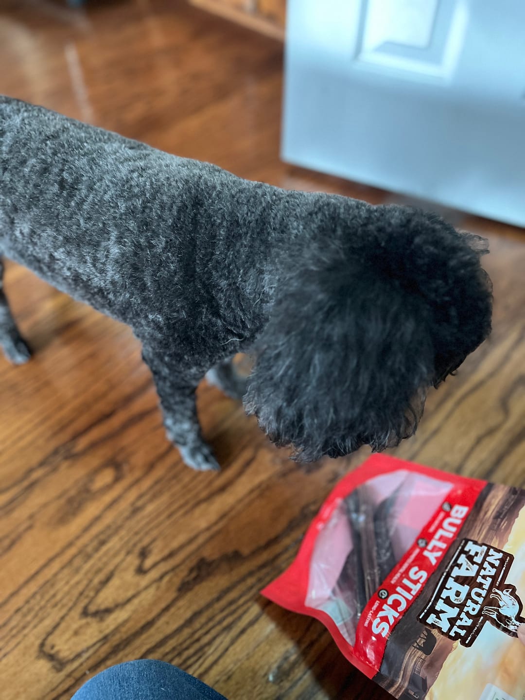 Customer photo review of 6 Inch Pixie Bully Sticks