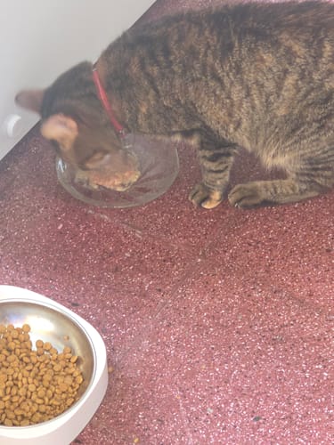 Customer photo review of Snack Funcional Cremoso Para Gatos - (5 Snacks De 15g Por Sobre)