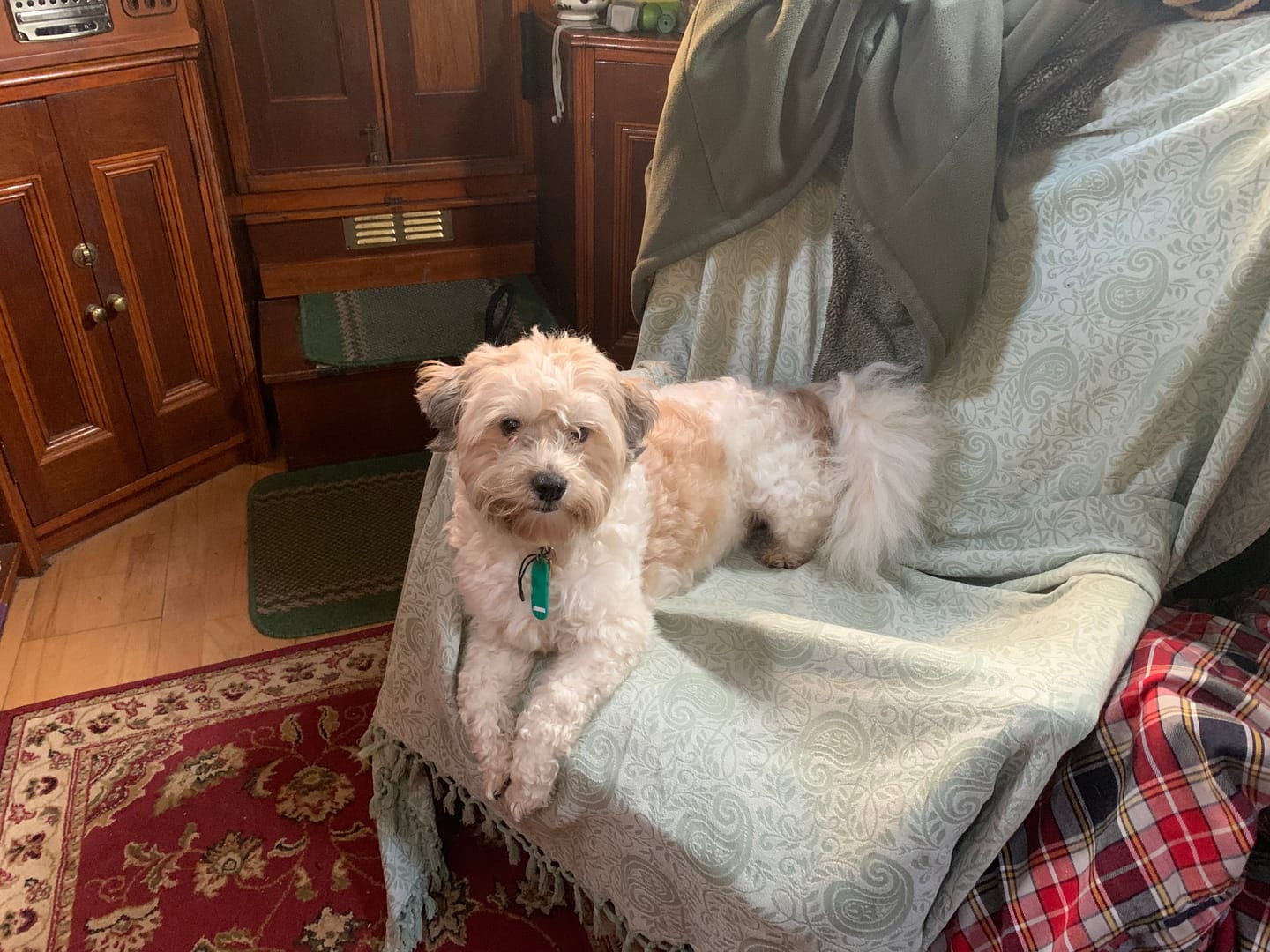 Customer photo review of Dog Spray