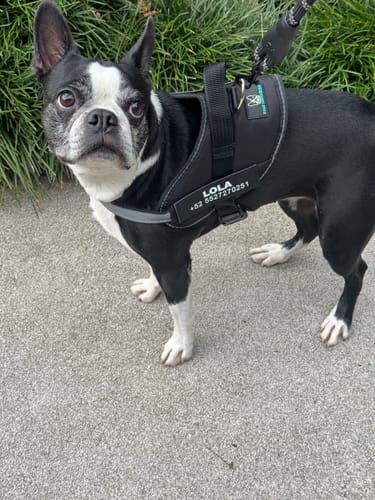 Customer photo review of No-Pull Paw Harness™ (Get Free Leash)