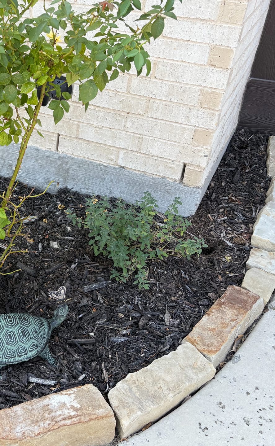 Customer photo review of Catmint 'Walkers Low'