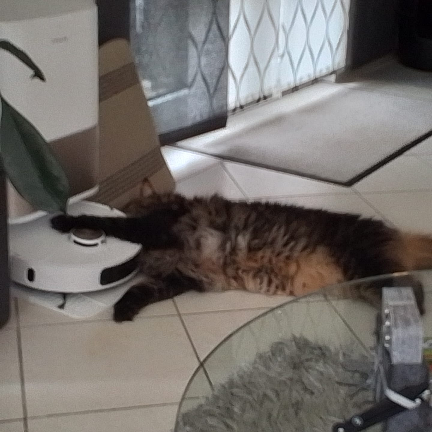 Customer photo review of Katzen Gesundheits Ratgeber von Majescats