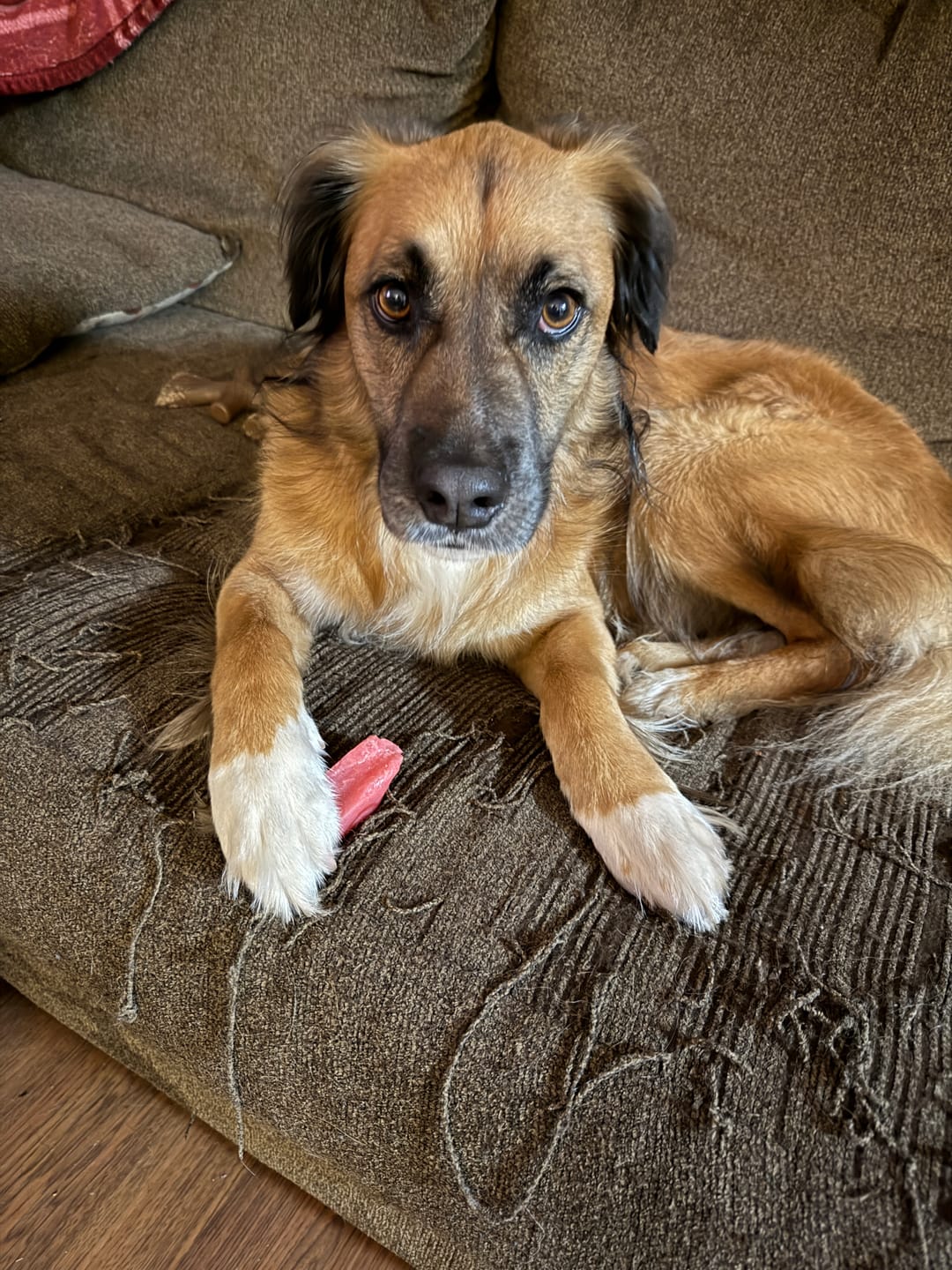 Customer photo review of Strawberry Himalayan Yak Chew (MEDIUM)
