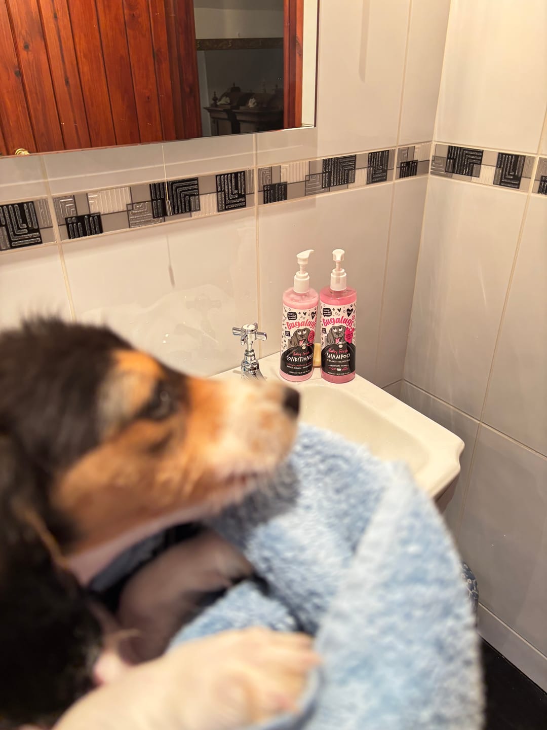 Customer photo review of Baby Fresh Dog Conditioner