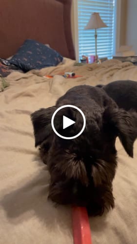 Customer video review of Banana Yak Chews