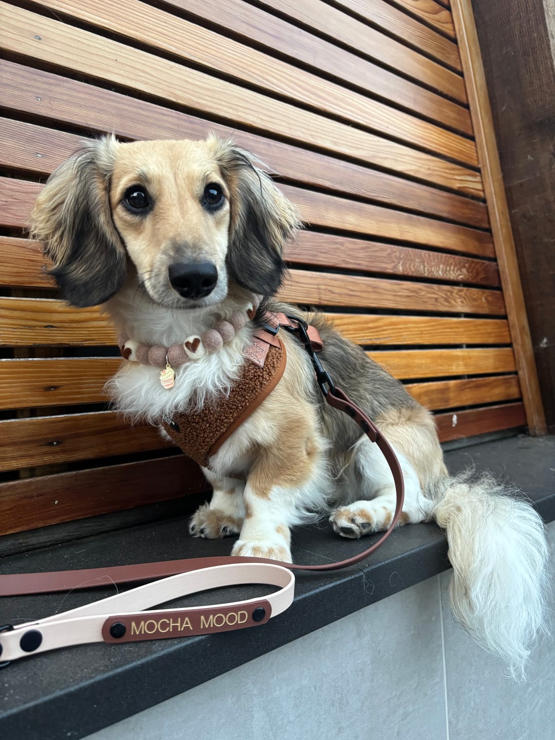 Customer photo review of Custom Biothane Dog Lead