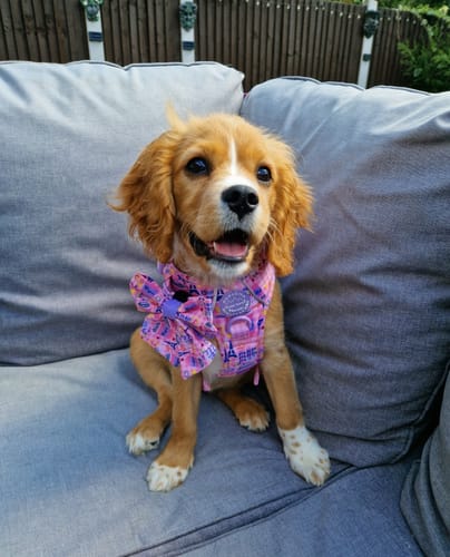 Customer photo review of Dog Blanket - Emily In Paris