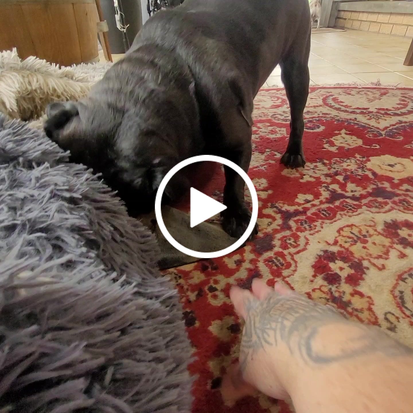 Customer video review of Beef Hairy Ears