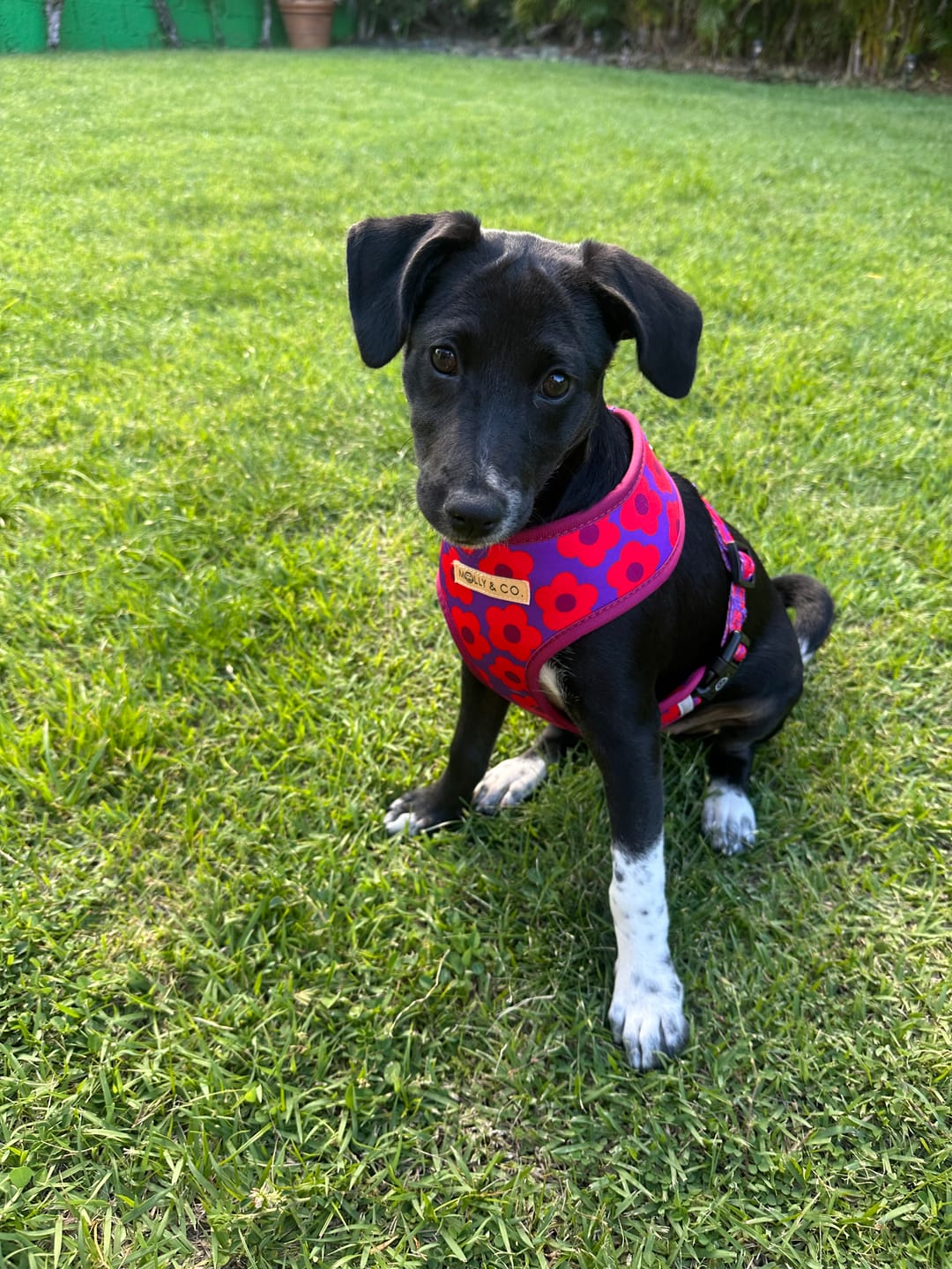 Customer photo review of Mon Chéri - Handsfree Dog Leash