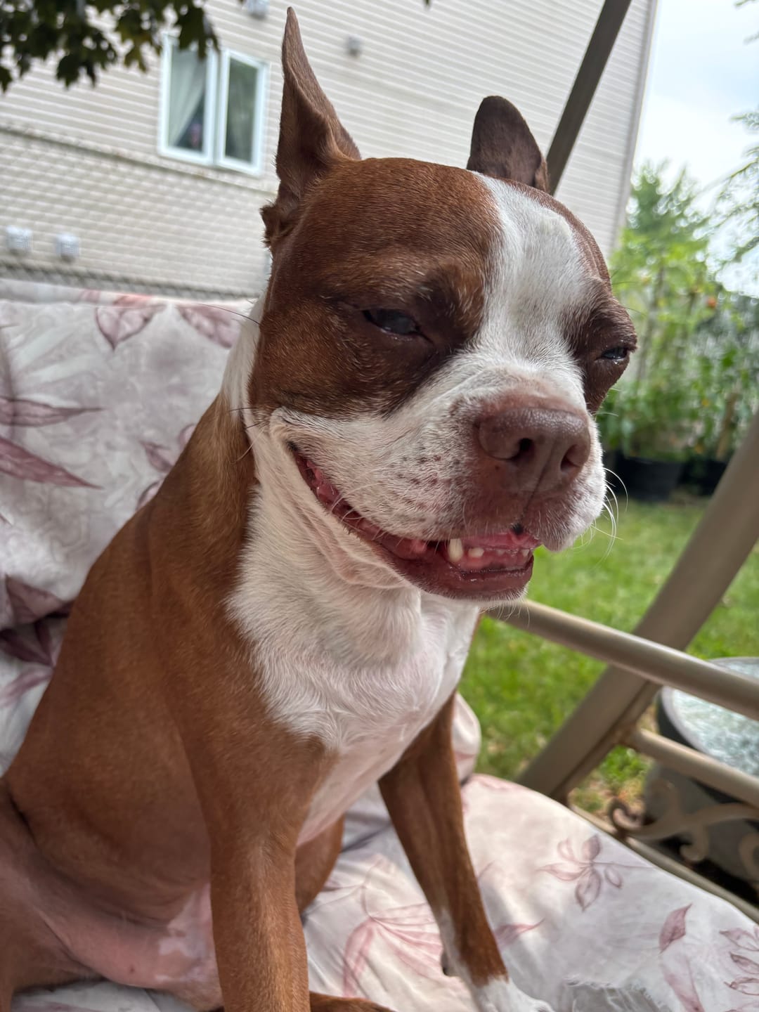 Customer photo review of Horizon Legacy - Nourriture pour chien haut de gamme