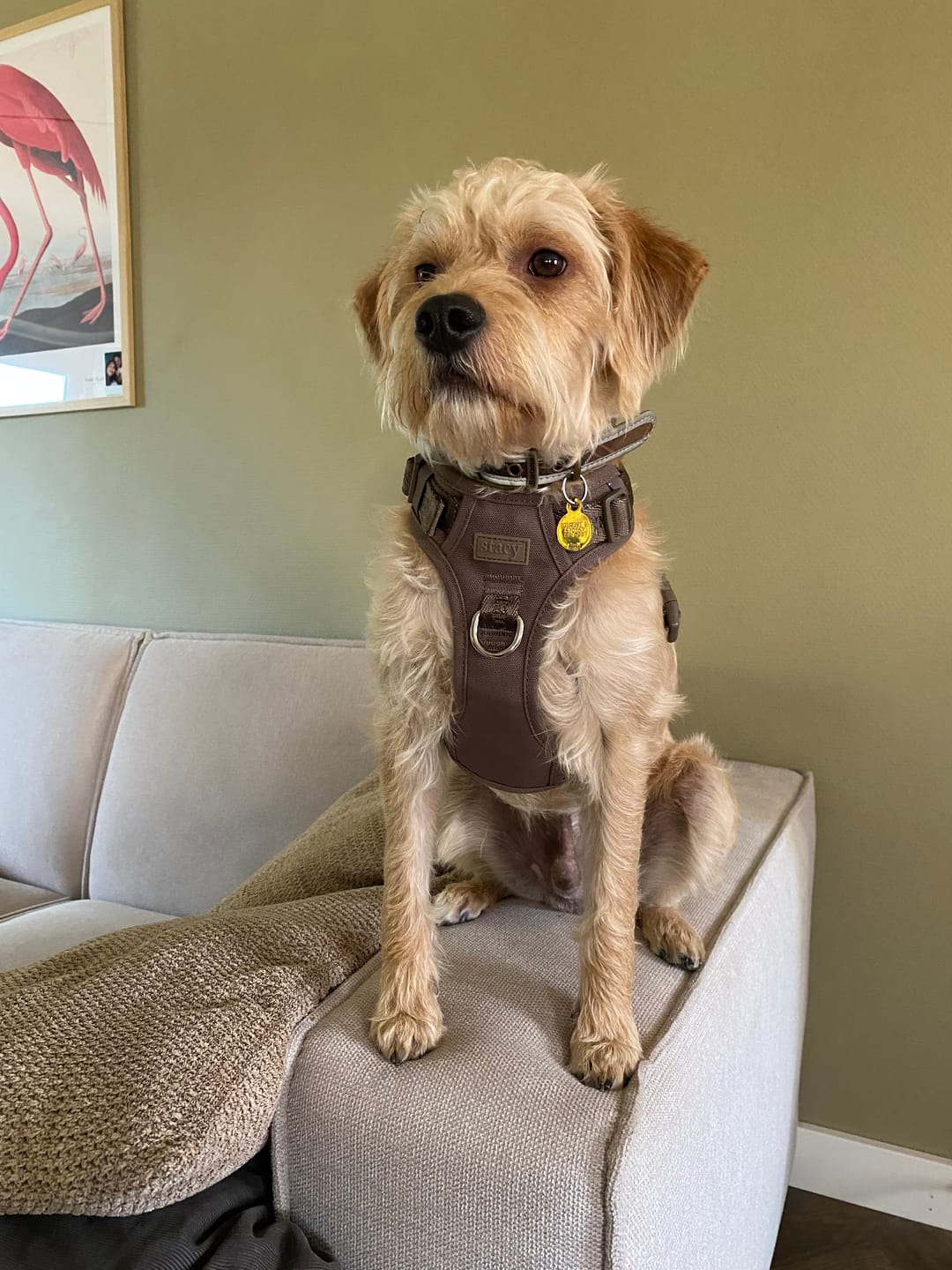 Customer photo review of Staey - Elma Active Hundesele, Taupe