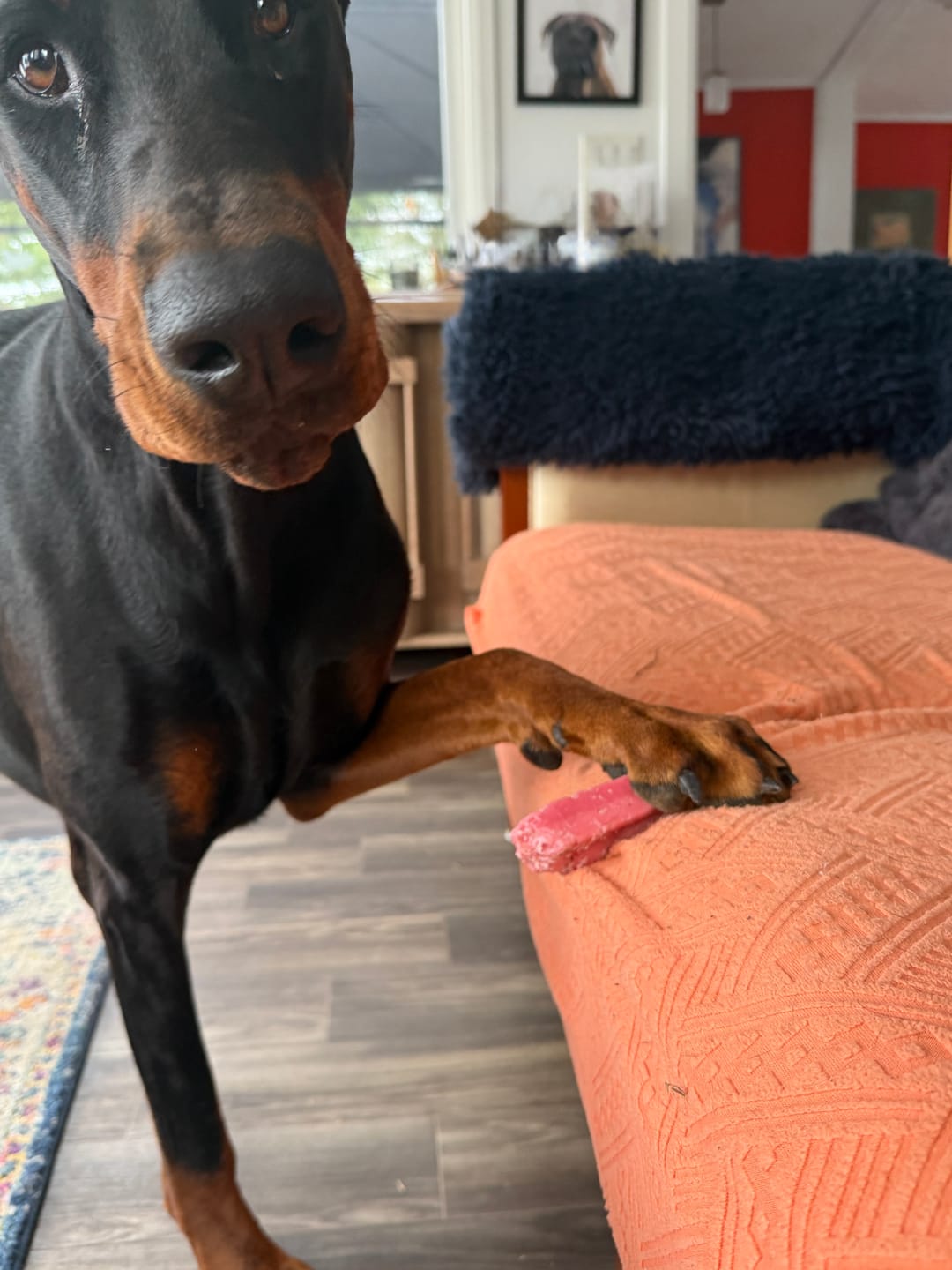 Customer photo review of Strawberry Himalayan Yak Chew (MEDIUM)