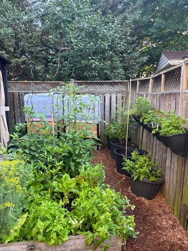 Customer photo review of Greenhouse Cover