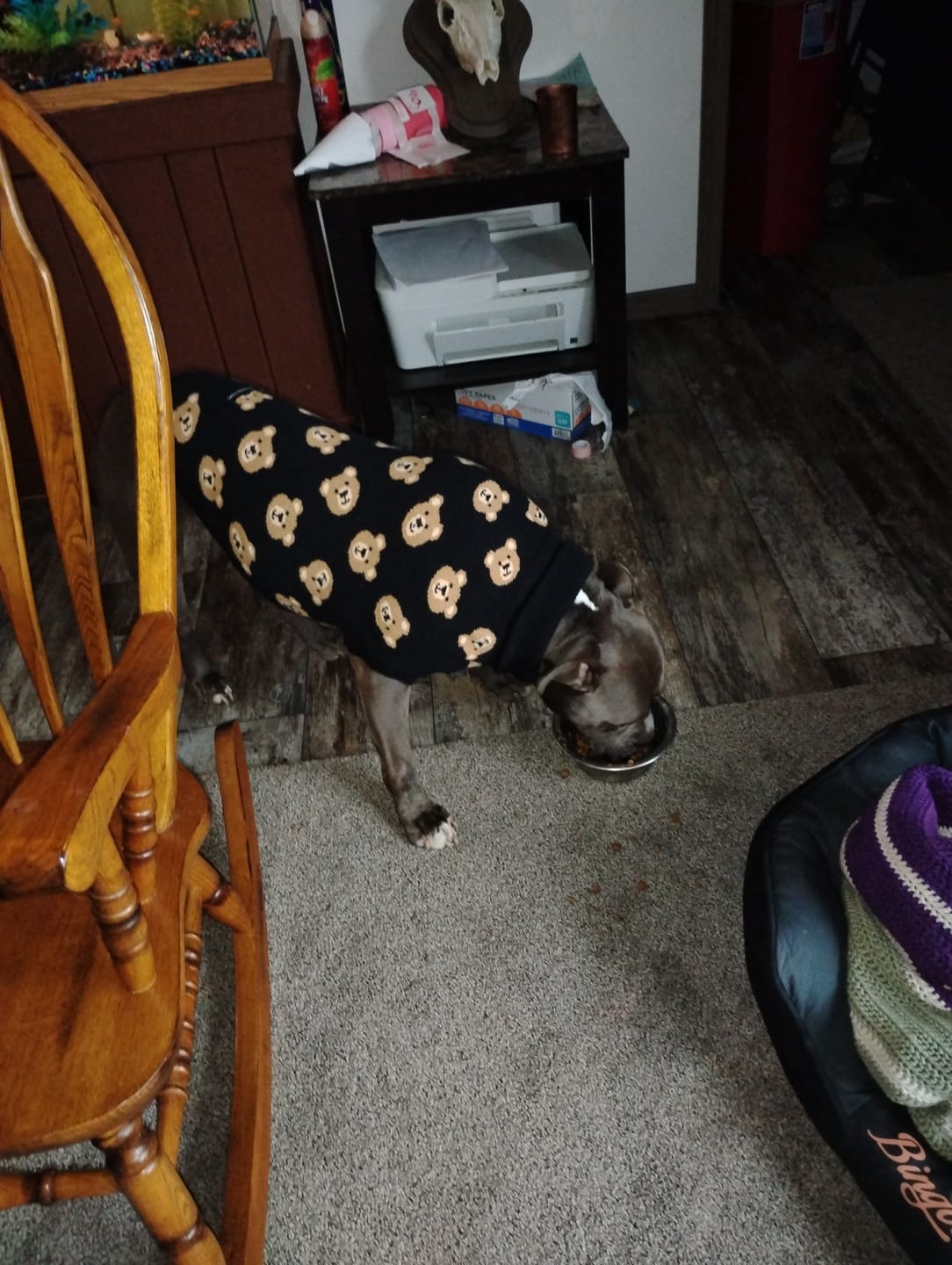 Customer photo review of Broken Teddy Bear Knit Dog Sweater - Black