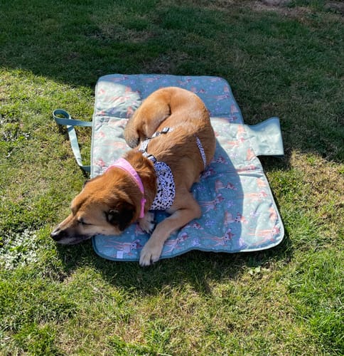 Customer photo review of Disney© Travel Mat - Bambi + Thumper