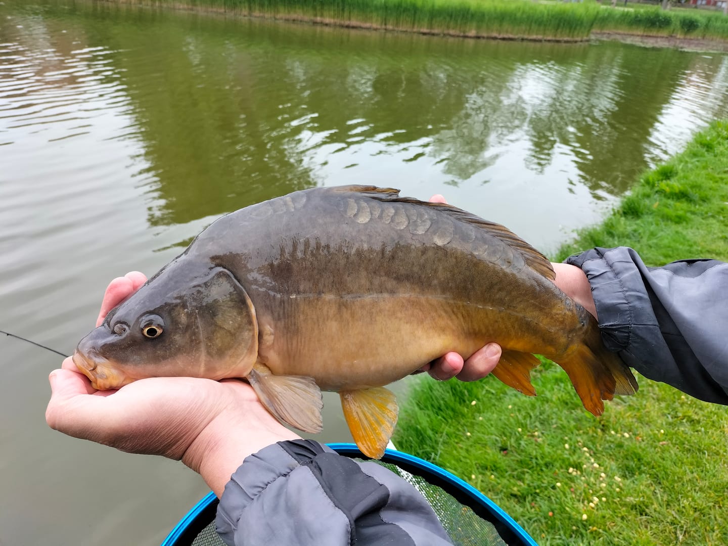 Customer photo review of STIKI METHOD PELLETS - 650g