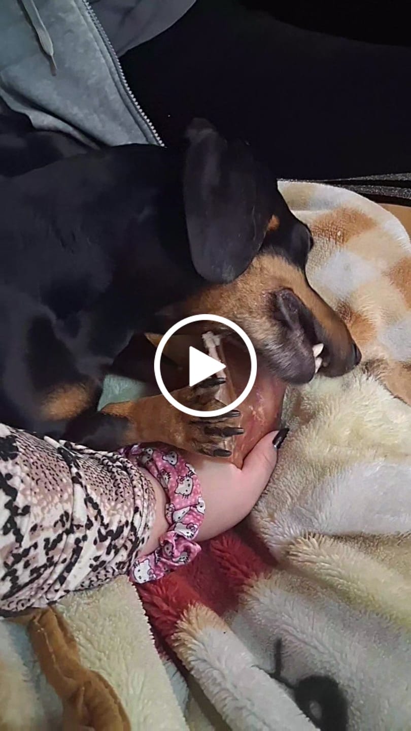 Customer video review of Oreja de cerdo