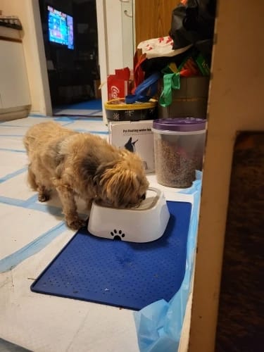 Customer photo review of Gamelle anti éclaboussure chien