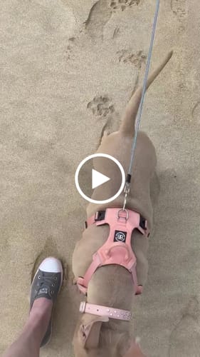 Sally C. review of Air Harness | Anti-Pull & With Handle - Pink image 1 out of 1