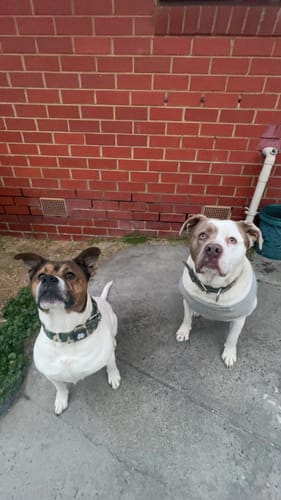 Customer photo review of SUPATUFF® Strong Dog Collar - Camo (Regular Fit)