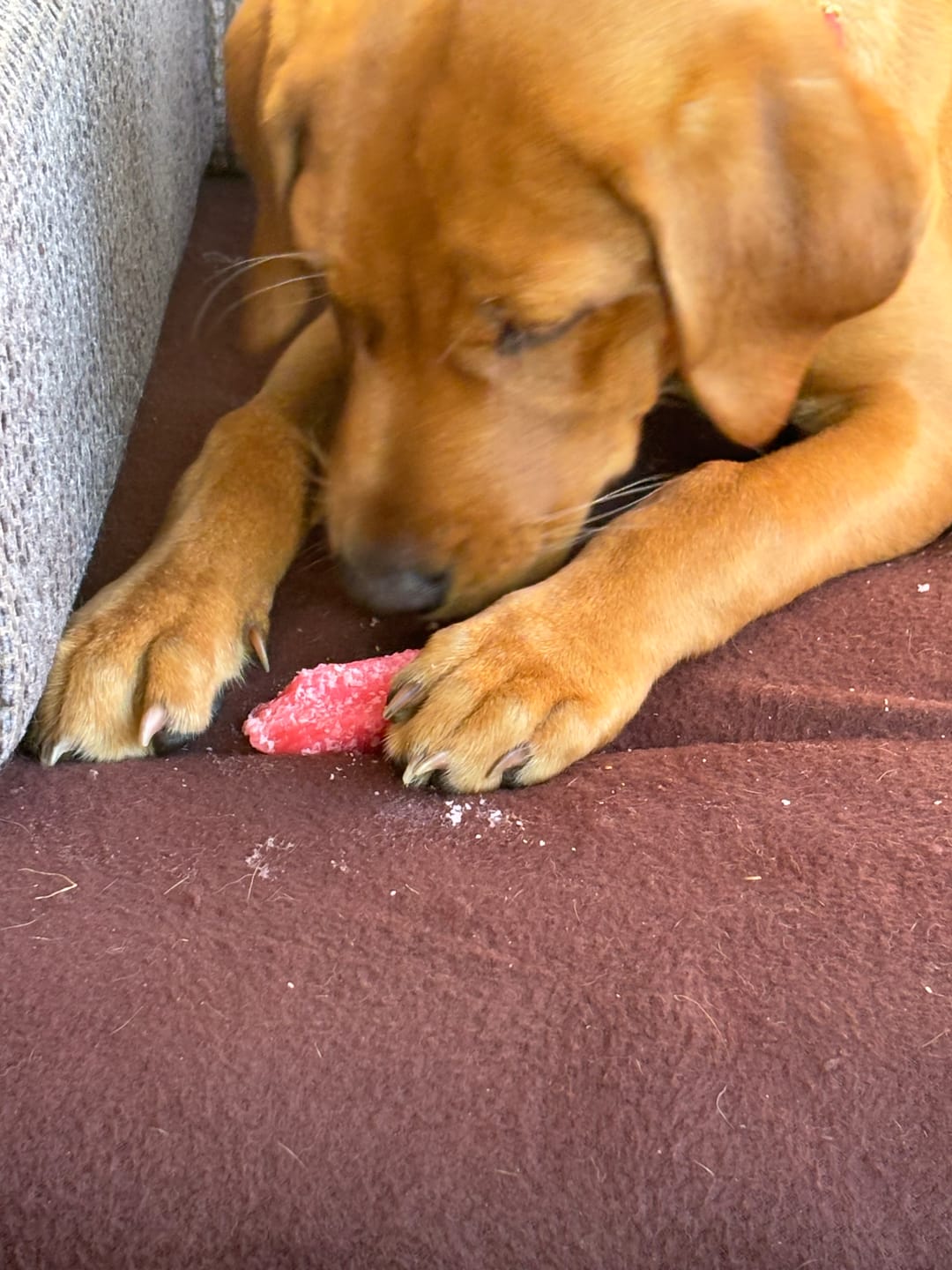 Customer photo review of Strawbery yak chews for dogs