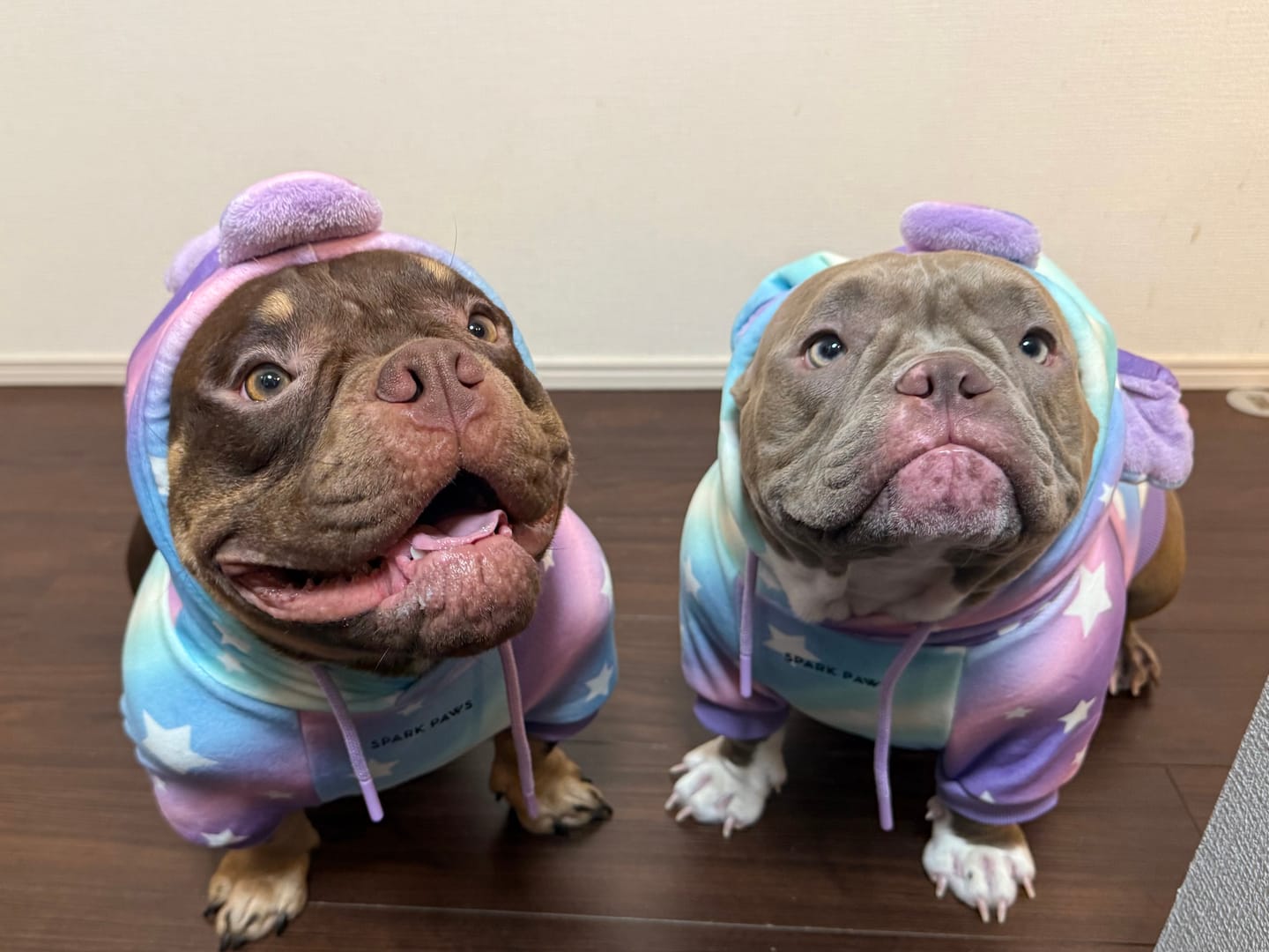 Customer photo review of Halloween Dog Hoodie - Unicorn
