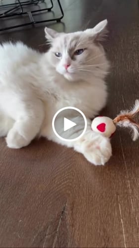 Customer video review of Feather Cat Balls with Red Hearts - Set of 3