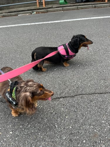 Customer photo review of FunFunPet 高機能ハーネス（お名前タグ作成サービス付き）