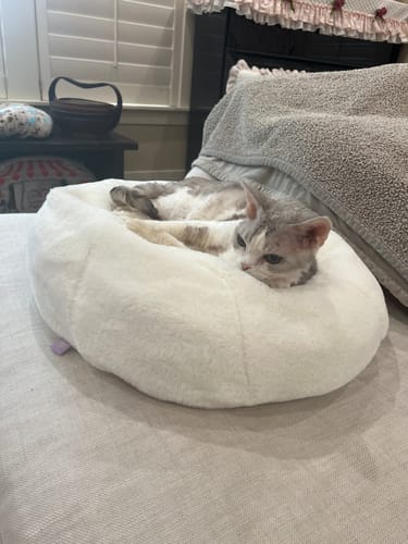 Customer photo review of Sourdough Cover for Pudding Beds