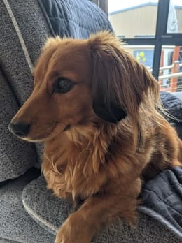 Customer photo review of k9 Plaque Away Dental Topper + scoop