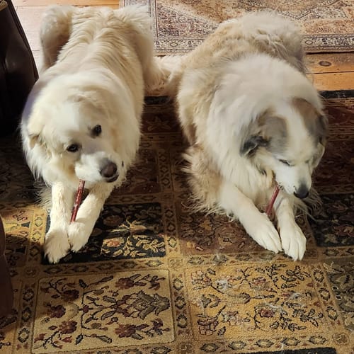 Customer photo review of 12 Inch Standard Bully Stick