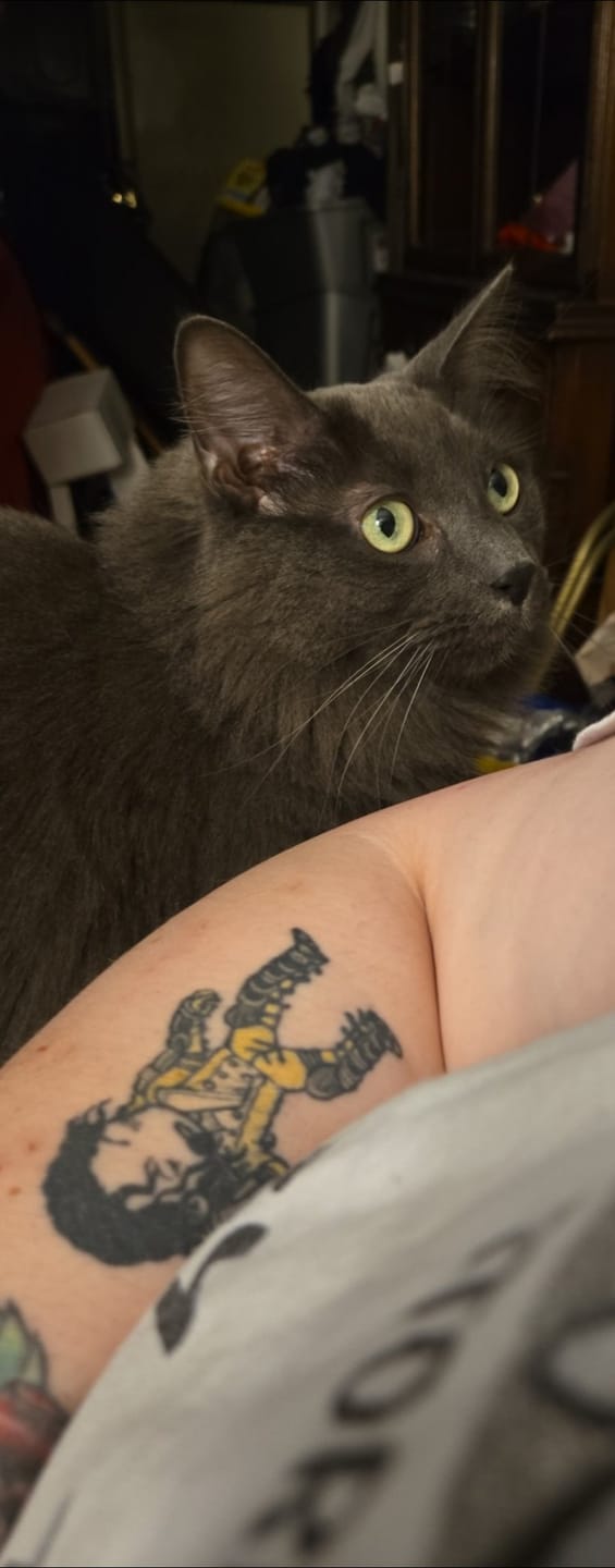 Customer photo review of Cat Weight Gain + Hyperthyroidism Support Remedy