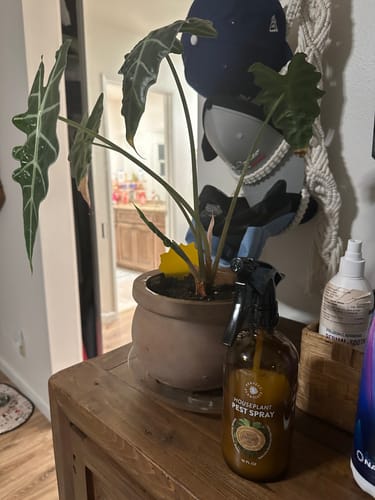 Customer photo review of Houseplant Pest Spray