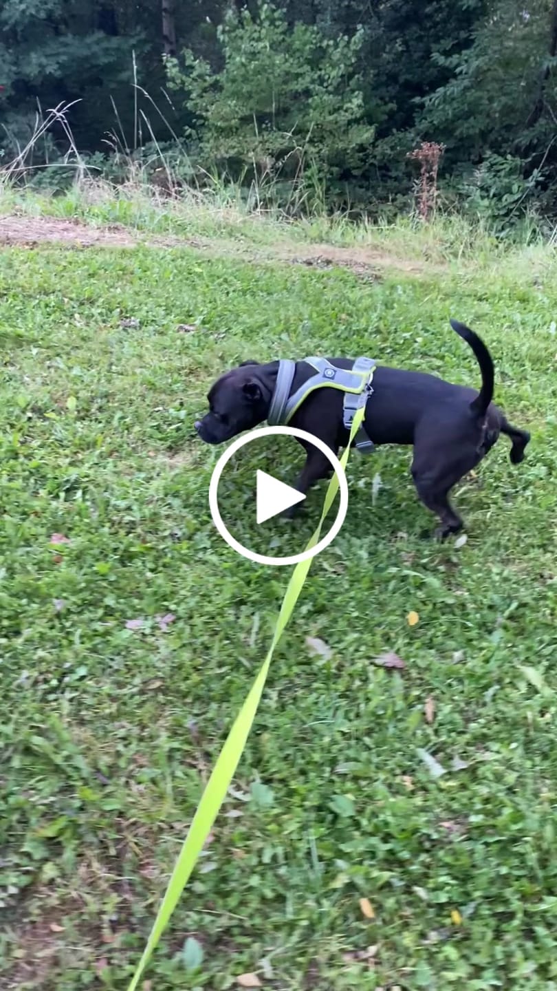 Customer video review of Slip on Harness | Foam Padded - Metal Grey x Neon