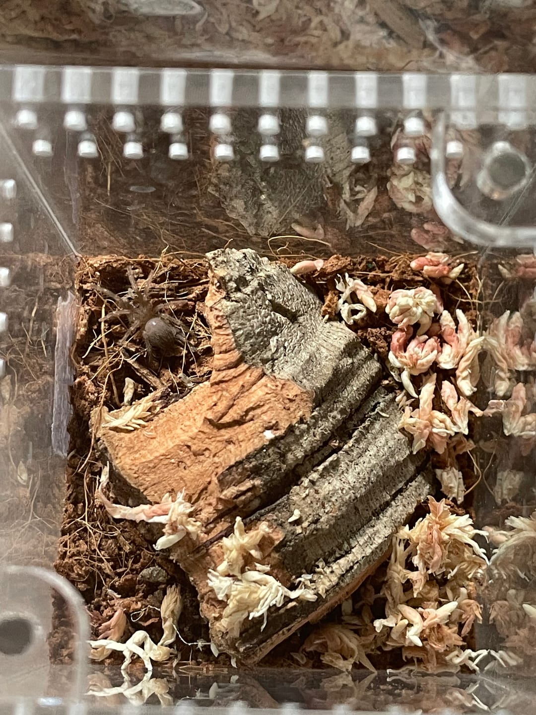 Customer photo review of Premium Sphagnum Moss