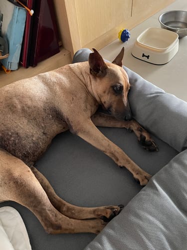 Customer photo review of Yuna L型狗狗沙發床 寵物睡墊