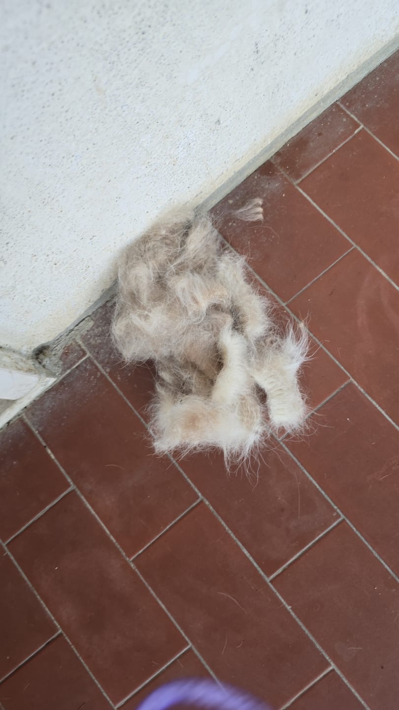 Customer photo review of Slanatore per cani e gatti