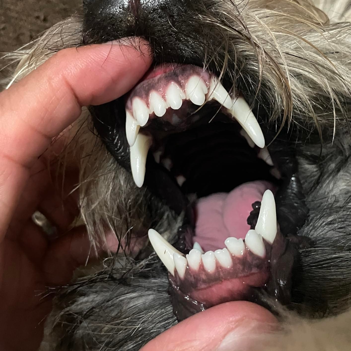 Customer photo review of Pet Finger Dental Wipes