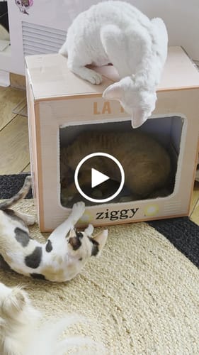 Avis vidéo d'un client sur Coffret Découverte Chaton - 1kg Croquettes + 8 Pâtées + 3 probiotiques